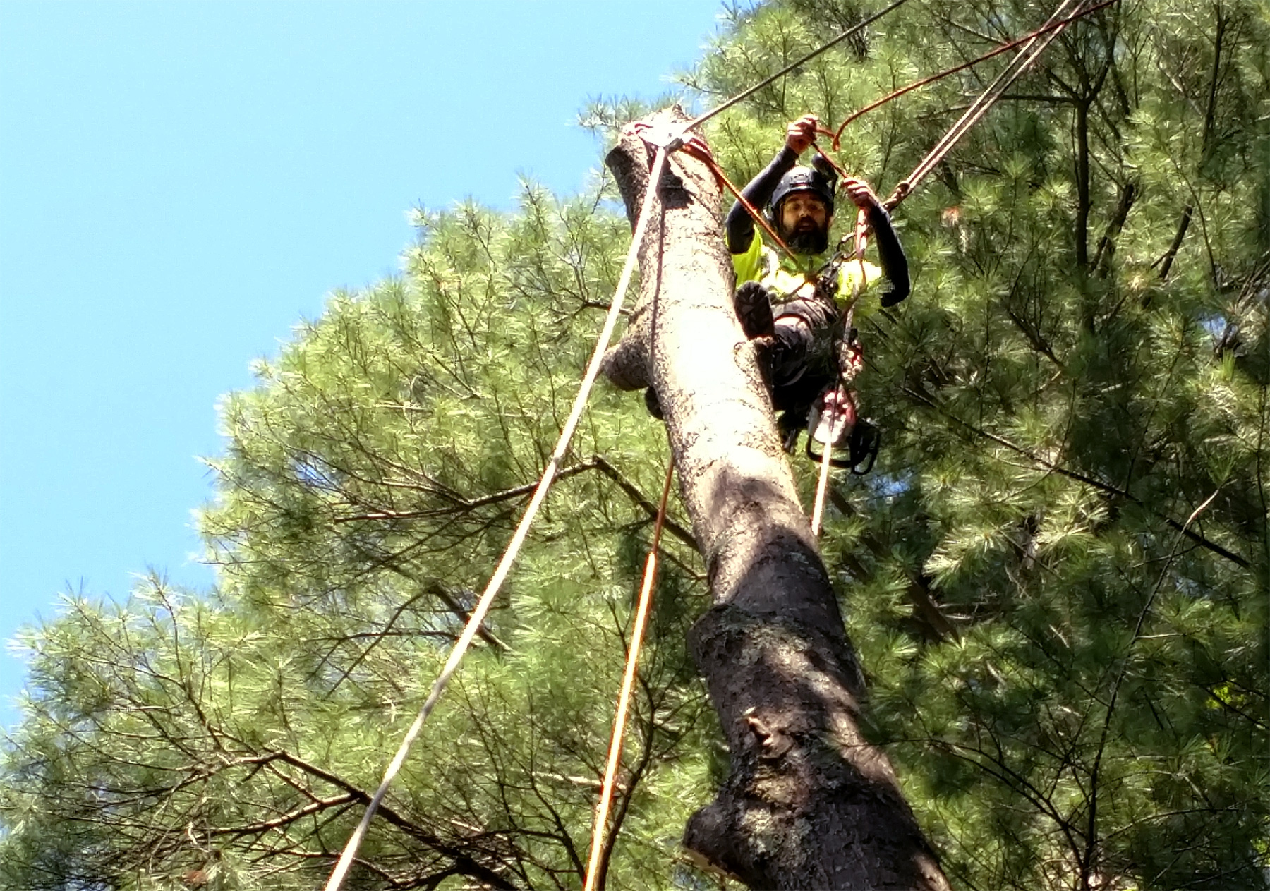 Valley ArborCare owner Mark Reiland taking down a tree